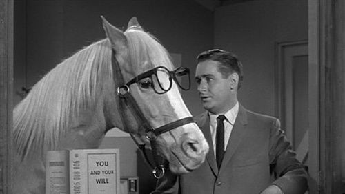 Mister Ed - The Talking Horse
